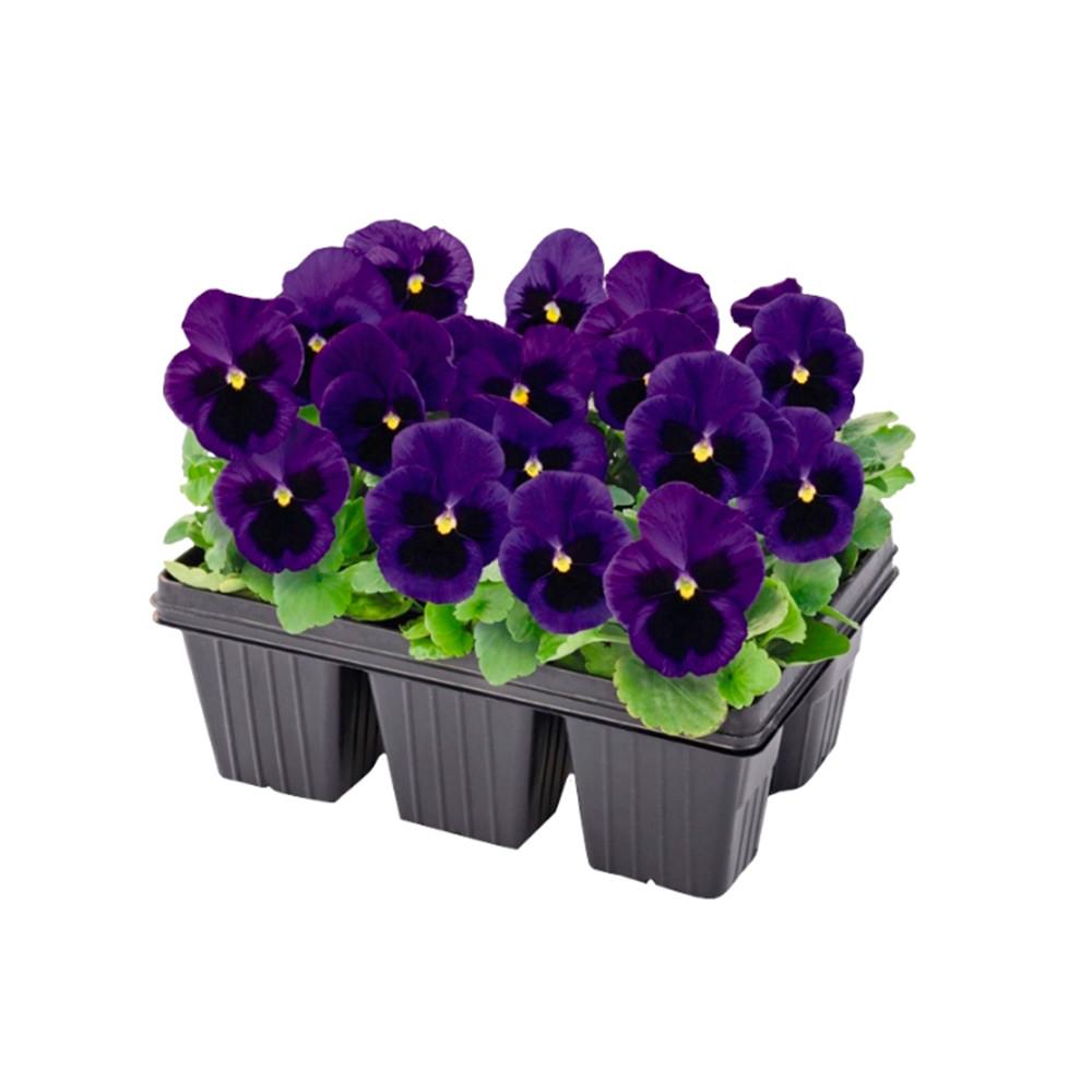 Виола корнута кассета х6