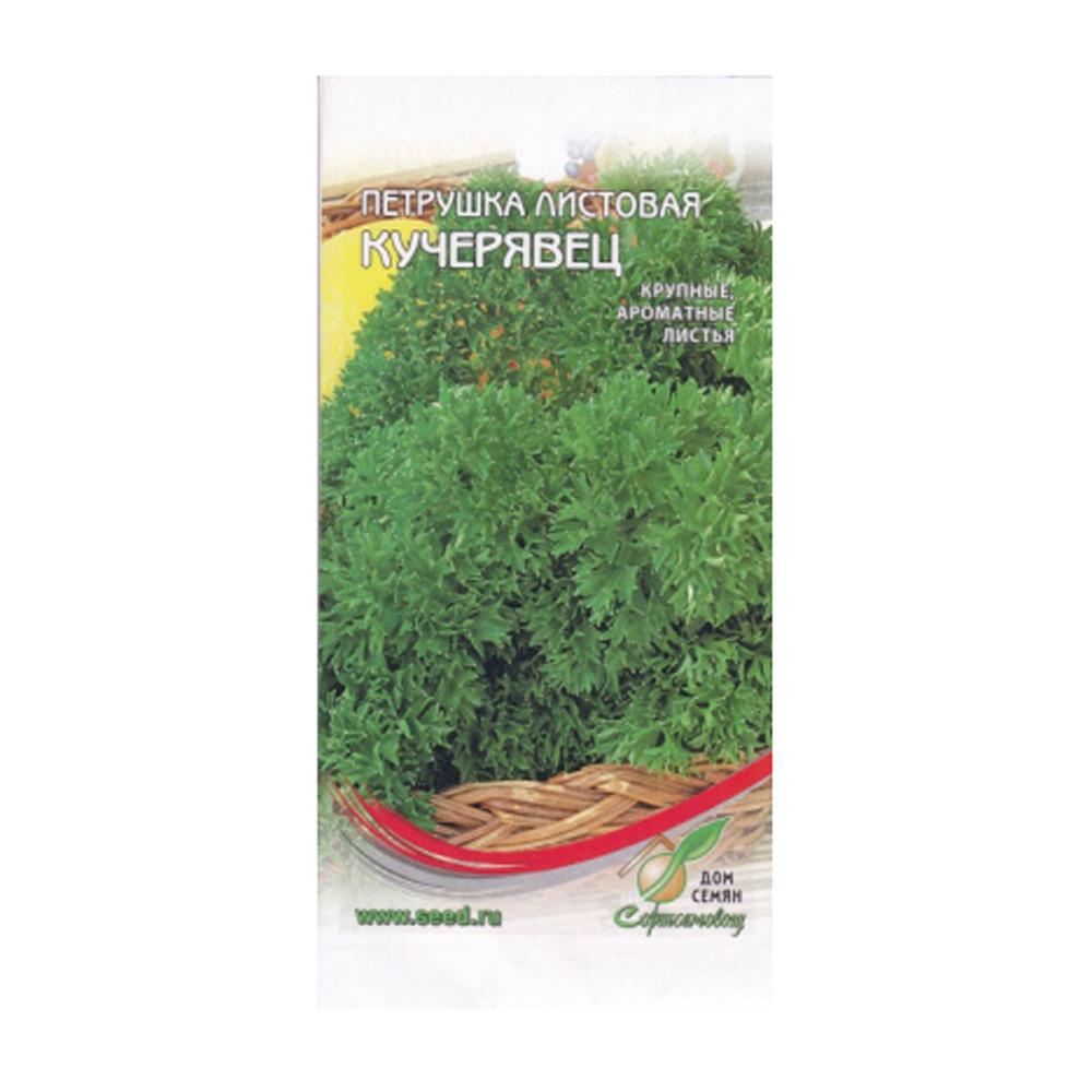 Семена Петрушка Кучерявец