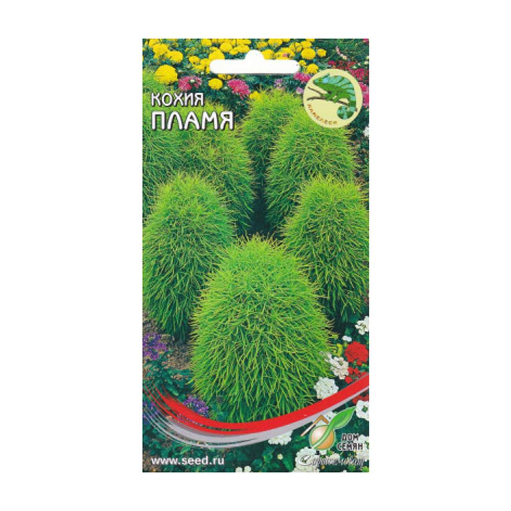 Семена Кохия Пламя