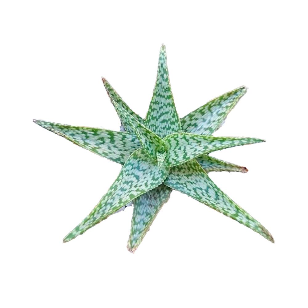 Алоэ Рауха d12