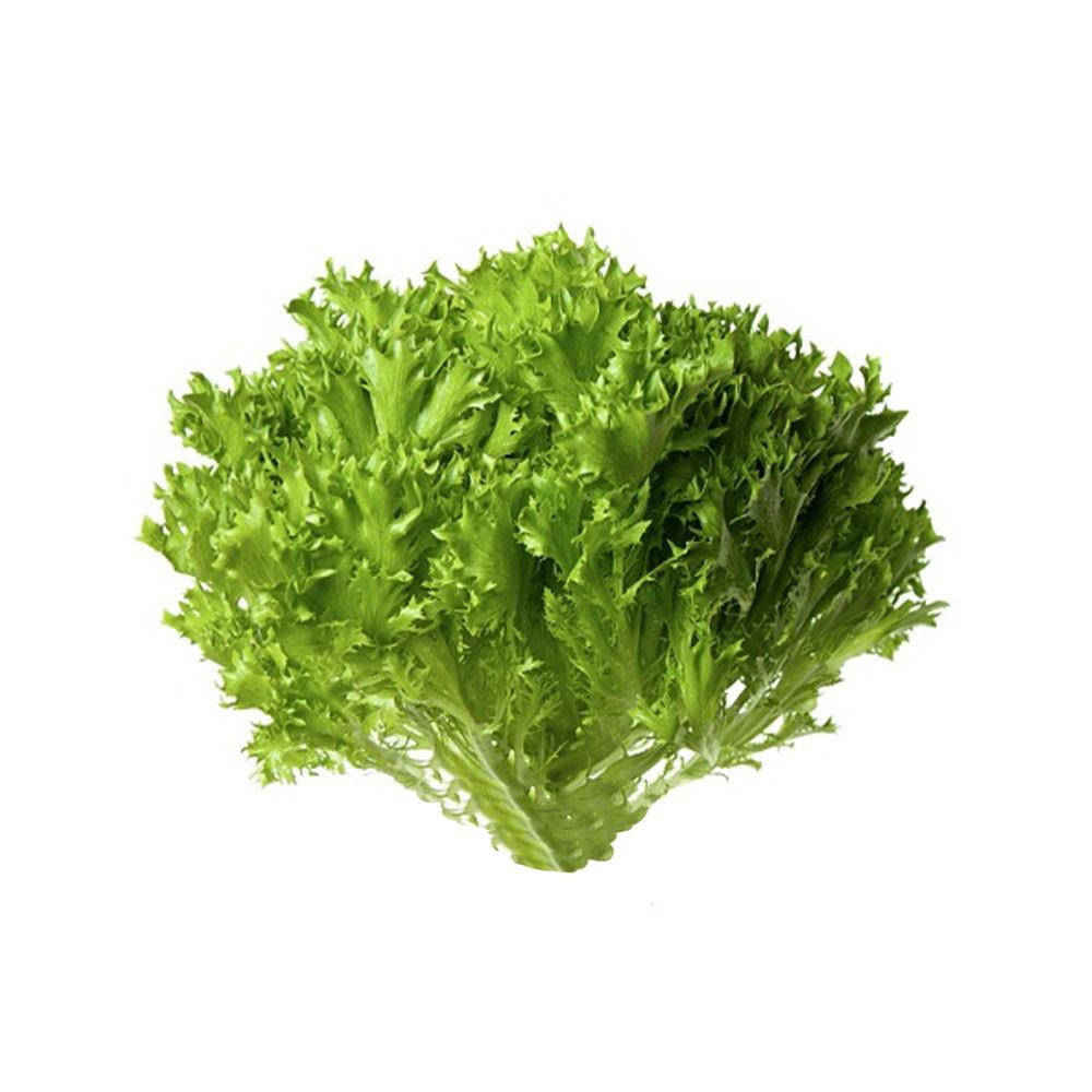 Салат саланова кудрявый шт