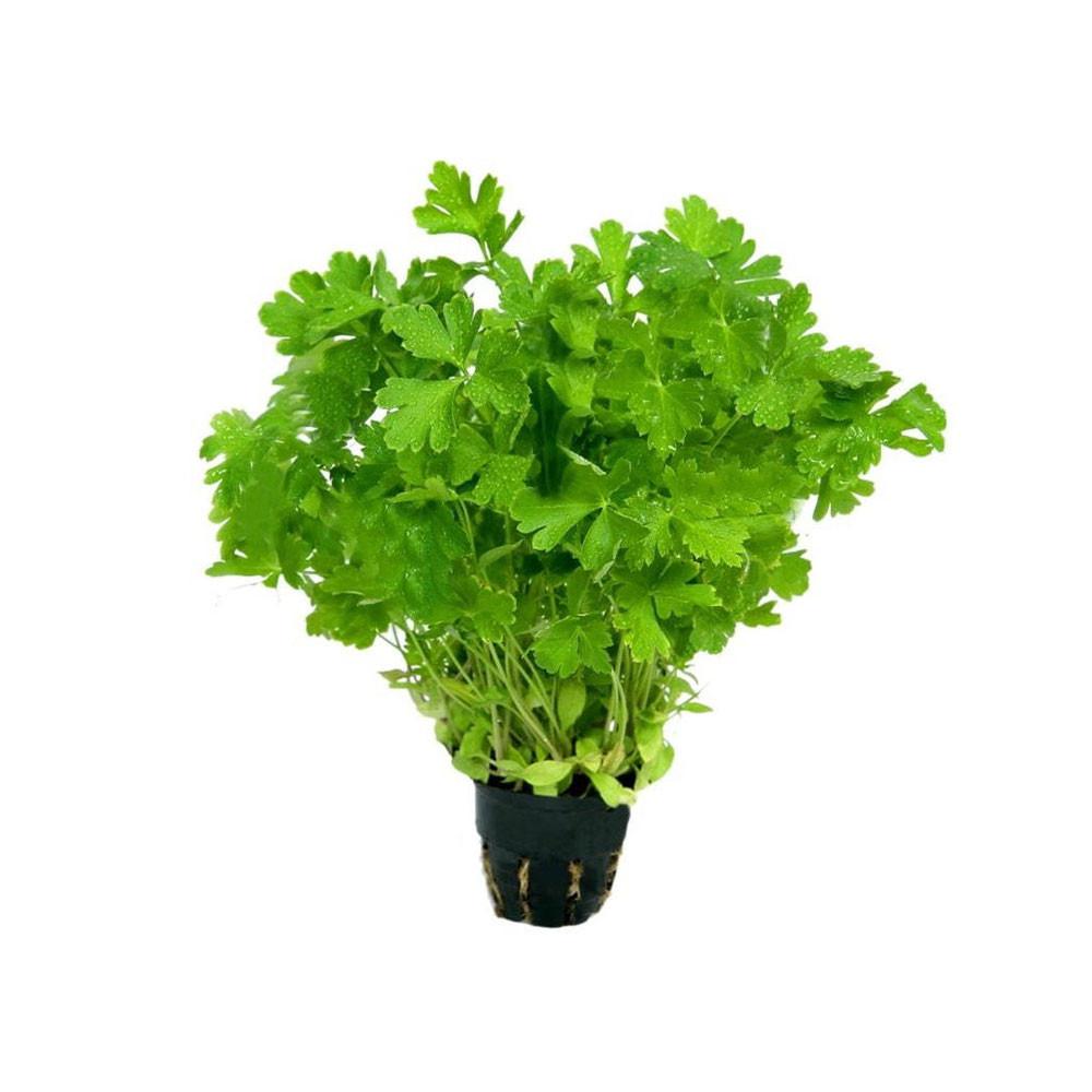 Петрушка в горшочке шт