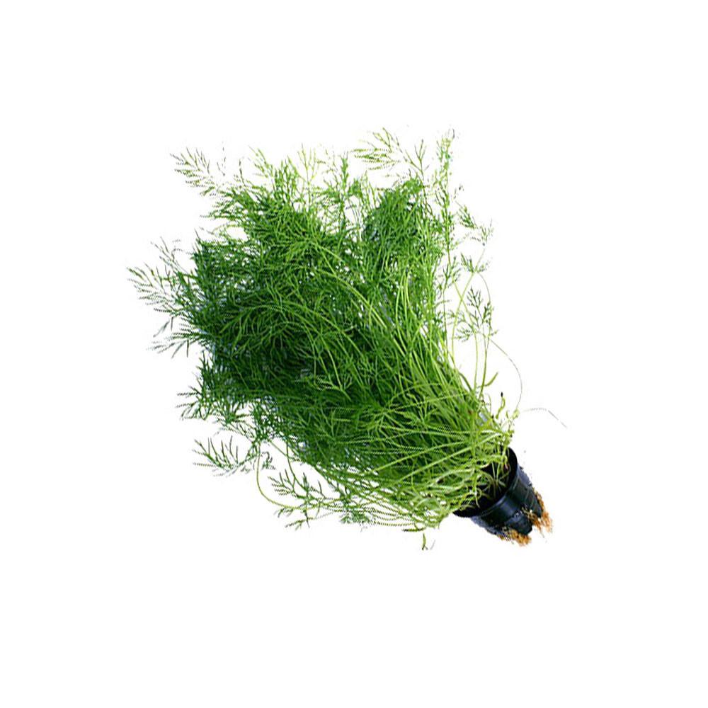 Укроп в горшочке шт