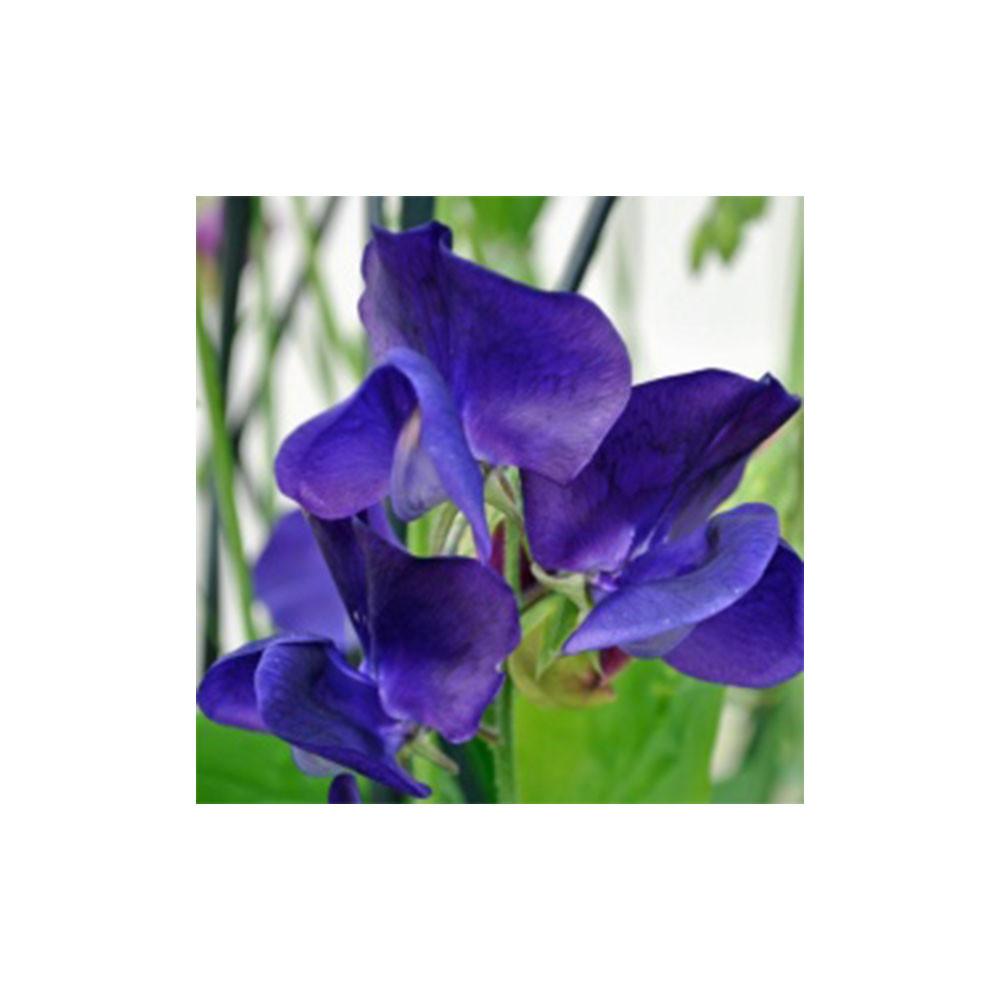 Семена Горошек душистый Спенсер