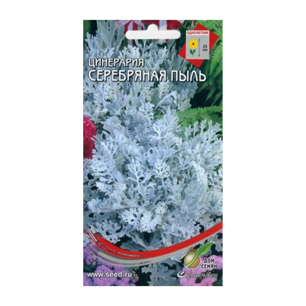 Семена Цинерария Серебряная пыль