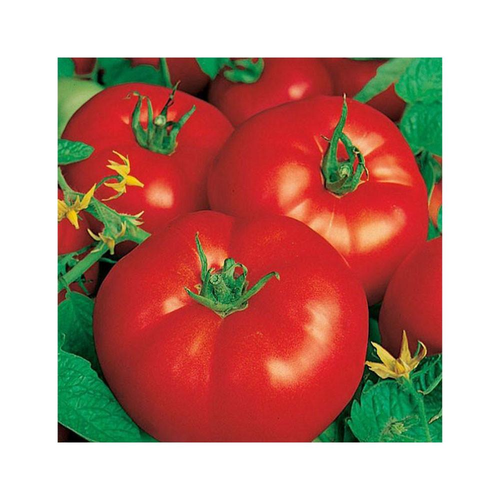 Семена Томат Волгоградский 5/95 16125