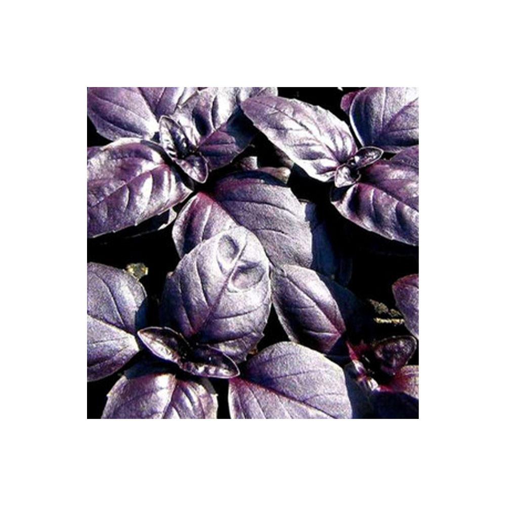 Семена Базилик овощной Ред Рубин