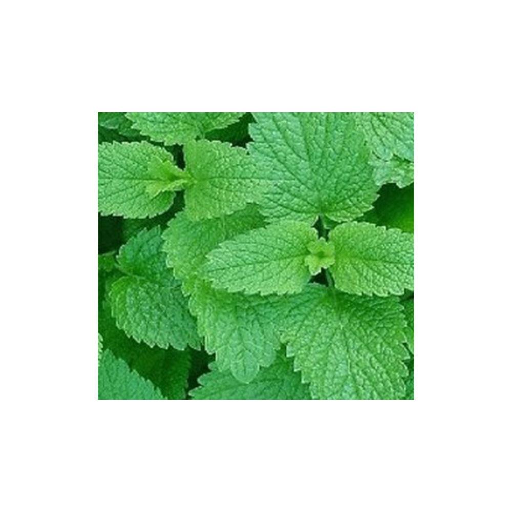 Семена Мелисса лекарственная Свежесть