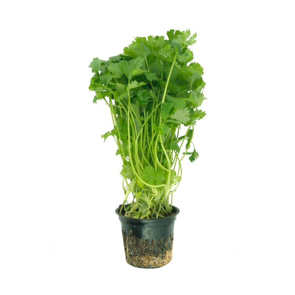 Кинза в горшочке шт